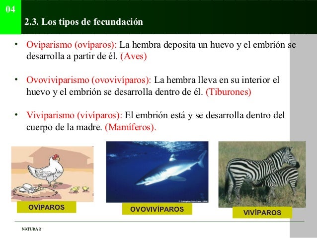 Tema 04 (La reproducción de los animales)