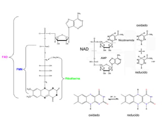 oxidado

Nicotinamida

NAD
AMP

reducido

oxidado

reducido

 
