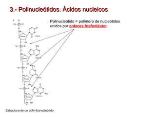 3.- Polinucleótidos. Ácidos nucleicos
Polinucleótido = polímero de nucleótidos
unidos por enlaces fosfodiéster

Estructura de un polirribonucleótido

 