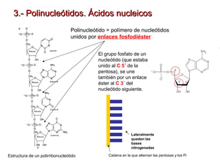 3.- Polinucleótidos. Ácidos nucleicos
Polinucleótido = polímero de nucleótidos
unidos por enlaces fosfodiéster
El grupo fosfato de un
nucleótido (que estaba
unido al C 5´ de la
pentosa), se une
también por un enlace
éster al C 3´ del
nucleótido siguiente.

Lateralmente
quedan las
bases
nitrogenadas

Estructura de un polirribonucleótido

Cadena en la que alternan las pentosas y los Pi

 