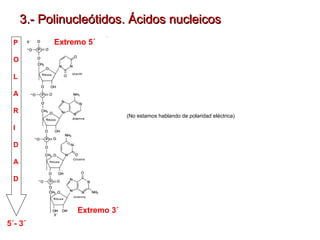 3.- Polinucleótidos. Ácidos nucleicos
P

Extremo 5´

O
L
A
R

(No estamos hablando de polaridad eléctrica)

I
D
A
D

Extremo 3´
5´- 3´

 