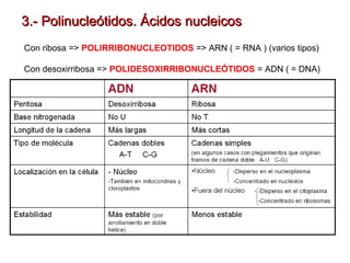 3.- Polinucleótidos. Ácidos nucleicos
Con ribosa => POLIRRIBONUCLEOTIDOS => ARN ( = RNA ) (varios tipos)
Con desoxirribosa => POLIDESOXIRRIBONUCLEÓTIDOS = ADN ( = DNA)

 