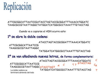 ATTCGCGGCATTAATCCGATACCTAGTACCGCGGATTTAAACATGGATC
TAAGCGCCGTAATTAGGCTATGGATCATGGCGCCTAAATTTGTACCTAG
Cuando va a copiarse el ADN ocurre esto:

1º se abre la doble cadena:
ATTCGCGGCATTAATCCGATACCTAGTACCGCGGATTTAAACATGGATC
ATTCGCGGCATTAATCCG
TAAGCGCCGTAATTAGGC
TAAGCGCCGTAATTAGGCTATGGATCATGGCGCCTAAATTTGTACCTAG

2º se van añadiendo nuevas letras, de forma complementaria:
ATTCGCGGCATTAATCCGATACCTAGTACCGCGGATTTAAACATGGATC
GTACCTAG
ATTCGCGGCATTAATCCG
T
C
T
A
TAAGCGCCGTAATTAGGC ATACCTAGT
TAAGCGCCGTAATTAGGCTATGGATCATGGCGCCTAAATTTGTACCTAG
La doble cadena se
terminará abriendo del todo

C
CA

T

 