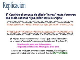 3º Continúa el proceso de añadir “letras” hasta formarse
dos doble cadenas hijas, idénticas a la original:
ATTCGCGGCATTAATCCGATACCTAGTACCGCGGATTTAAACATGGATC
TAAGCGCCGTAATTAGGCTATGGATCATGGCGCCTAAATTTGTACCTAG
ATTCGCGGCATTAATCCGATACCTAGTACCGCGGATTTAAACATGGATC
TAAGCGCCGTAATTAGGCTATGGATCATGGCGCCTAAATTTGTACCTAG
En rojo se muestran las nuevas “letras” que se han ido uniendo
de la manera “correcta” o complementaria (A con T y C con G).
De este modo, cada una de las cadenas
originales ha ser vido de MOLDE par a cr ear otr a
A veces se producen errores en este proceso, dando lugar a
genes alterados, distintos al original. Son las MUTACIONES.

 