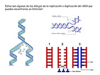 Estos son algunos de los dibujos de la replicación o duplicación del ADN que
pueden encontrarse en Internet:

 