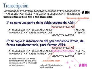 ATTCGCGGCATTAATCCGATACCTAGTACCGCGGATTTAAACATGGATC
TAAGCGCCGTAATTAGGCTATGGATCATGGCGCCTAAATTTGTACCTAG
Cuando se tr anscr ibe el A DN a A RN ocur re esto:
Gen que va a transcribirse

A DN

1º se abre una parte de la doble cadena de ADN:
ATTCGCGGCATTAATCCGATACCTAGTACCGCGGATTTAAACATGGATC
ATTCGCGGCATTAATCCGATACCTAGTA
TACCTAG
TAAGCGCCGTAATTAGGCTATGGATCAT
ATGGATC
TAAGCGCCGTAATTAGGCTATGGATCATGGCGCCTAAATTTGTACCTAG

2º se copia la información del gen añadiendo letras, de
forma complementaria, para formar ARN:

ATTCGCGGCATTAATCCGATACCTAGTACCGCGGATTTAAACATGGATC
ATTCGCGGCATTAATCCGATACCTAGTAGGCGCCUAAAUUUGTACCTAG
TAAGCGCCGTAATTAGGCTATGGATCAT
ATGGATC
TAAGCGCCGTAATTAGGCTATGGATCATGGCGCCTAAATTTGTACCTAG
La doble cadena de ADN NO se
terminará abriendo del todo. Sólo
se transcribe a ARN la información
de algunos genes.

Gen trascrito a ARN
La letra U (Uracilo) sustituye
a la T en el ARN

U

G
A

C

A RN

 