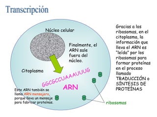 Núcleo celular
Finalmente, el
ARN sale
fuera del
núcleo.
Citoplasma

GCG
G

Este ARN también se
llama ARN mensajero,
porque lleva un mensaje
para fabricar proteínas.

UUG
AAU
CUA
C

ARN

Gracias a los
ribosomas, en el
citoplasma, la
información que
lleva el ARN es
“leída” por los
ribosomas para
formar proteínas
en el proceso
llamado
TRADUCCIÓN o
SÍNTESIS DE
PROTEÍNAS
ribosomas

 
