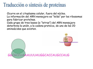 Ocurre en el citoplasma celular, fuera del núcleo.
La información del ARN mensajero es “leída” por los ribosomas
para fabricar proteínas.
Cada grupo de tres bases (o “letras”) del ARN mensajero
determina la unión, a la cadena proteica, de uno de los 20
aminoácidos que existen.

GGCGCCUAAAUUUAUGGCACCAUGCCAUG

 