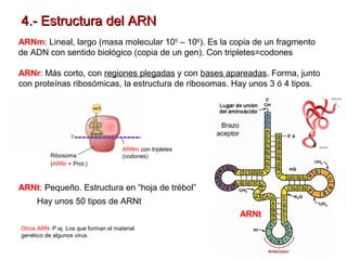 4.- Estructura del ARN
ARNm: Lineal, largo (masa molecular 105 – 106). Es la copia de un fragmento
de ADN con sentido biológico (copia de un gen). Con tripletes=codones
ARNr: Más corto, con regiones plegadas y con bases apareadas. Forma, junto
con proteínas ribosómicas, la estructura de ribosomas. Hay unos 3 ó 4 tipos.

Brazo
aceptor
Ribosoma
(ARNr + Prot.)

ARNm con tripletes
(codones)

ARNt: Pequeño. Estructura en “hoja de trébol”
Hay unos 50 tipos de ARNt
ARNt
Otros ARN: P.ej. Los que forman el material
genético de algunos virus.

 