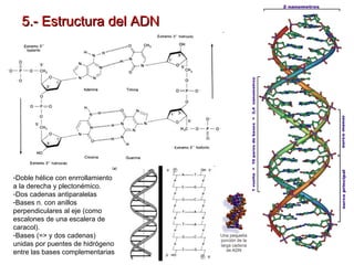 5.- Estructura del ADN

-Doble hélice con enrrollamiento
a la derecha y plectonémico.
-Dos cadenas antiparalelas
-Bases n. con anillos
perpendiculares al eje (como
escalones de una escalera de
caracol).
-Bases (=> y dos cadenas)
unidas por puentes de hidrógeno
entre las bases complementarias

 