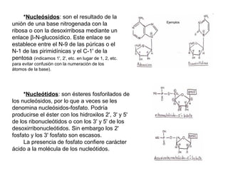 *Nucleósidos: son el resultado de la
unión de una base nitrogenada con la
ribosa o con la desoxirribosa mediante un
enlace β-N-glucosídico. Este enlace se
establece entre el N-9 de las púricas o el
N-1 de las pirimidínicas y el C-1' de la
pentosa (indicamos 1', 2', etc. en lugar de 1, 2, etc.
para evitar confusión con la numeración de los
átomos de la base).

*Nucleótidos: son ésteres fosforilados de
los nucleósidos, por lo que a veces se les
denomina nucleósidos-fosfato. Podría
producirse el éster con los hidroxilos 2', 3' y 5'
de los ribonucleótidos o con los 3' y 5' de los
desoxirribonucleótidos. Sin embargo los 2'
fosfato y los 3' fosfato son escasos.
La presencia de fosfato confiere carácter
ácido a la molécula de los nucleótidos.

Ejemplos

 