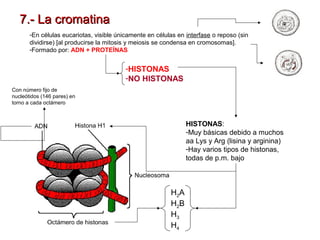 7.- La cromatina
-En células eucariotas, visible únicamente en células en interfase o reposo (sin
dividirse) [al producirse la mitosis y meiosis se condensa en cromosomas].
-Formado por: ADN + PROTEÍNAS

-HISTONAS
-NO HISTONAS
Con número fijo de
nucleótidos (146 pares) en
torno a cada octámero

HISTONAS:
-Muy básicas debido a muchos
aa Lys y Arg (lisina y arginina)
-Hay varios tipos de histonas,
todas de p.m. bajo

H2A
H2B
H3
H4

 