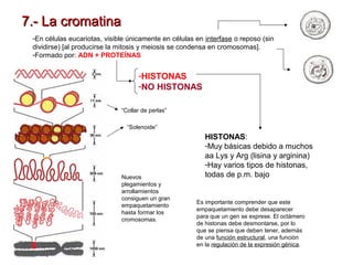 7.- La cromatina
-En células eucariotas, visible únicamente en células en interfase o reposo (sin
dividirse) [al producirse la mitosis y meiosis se condensa en cromosomas].
-Formado por: ADN + PROTEÍNAS

-HISTONAS
-NO HISTONAS
“Collar de perlas”
“Solenoide”

Nuevos
plegamientos y
arrollamientos
consiguen un gran
empaquetamiento
hasta formar los
cromosomas.

HISTONAS:
-Muy básicas debido a muchos
aa Lys y Arg (lisina y arginina)
-Hay varios tipos de histonas,
todas de p.m. bajo

Es importante comprender que este
empaquetamiento debe desaparecer
para que un gen se exprese. El octámero
de histonas debe desmontarse, por lo
que se piensa que deben tener, además
de una función estructural, una función
en la regulación de la expresión génica.

 