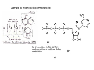 Ejemplo de ribonucleótido trifosfatado:

H+
La presencia de fosfato confiere
carácter ácido a la molécula de los
nucleótidos

H+

H+

 