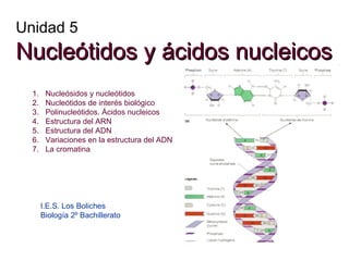 Unidad 5

Nucleótidos y ácidos nucleicos
1.
2.
3.
4.
5.
6.
7.

Nucleósidos y nucleótidos
Nucleótidos de interés biológico
Polinucleótidos. Ácidos nucleicos
Estructura del ARN
Estructura del ADN
Variaciones en la estructura del ADN
La cromatina

I.E.S. Los Boliches
Biología 2º Bachillerato

 