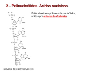 Nucleótidos y ácidos nucleicos