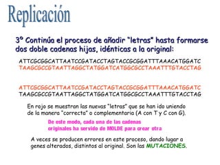 4.- Estructura del ARN
ARNm: Lineal, largo (masa molecular 105 – 106). Es la copia de un fragmento
de ADN con sentido biol...