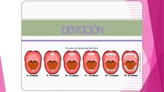 DENTICIÓN
 