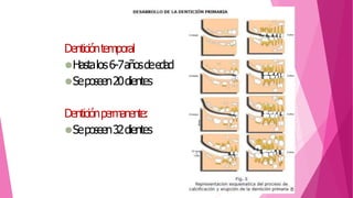 Denticióntemporal
⚫Hastalos6-7añosdeedad
⚫Seposeen20dientes
Denticiónpermanente:
⚫Seposeen32dientes
 