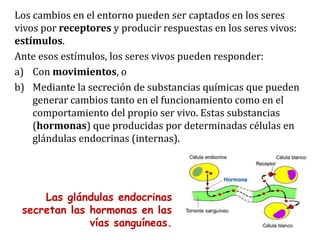 Los cambios en el entorno pueden ser captados en los seres
vivos por receptores y producir respuestas en los seres vivos:
estímulos.
Ante esos estímulos, los seres vivos pueden responder:
a) Con movimientos, o
b) Mediante la secreción de substancias químicas que pueden
generar cambios tanto en el funcionamiento como en el
comportamiento del propio ser vivo. Estas substancias
(hormonas) que producidas por determinadas células en
glándulas endocrinas (internas).
Las glándulas endocrinas
secretan las hormonas en las
vías sanguíneas.
 