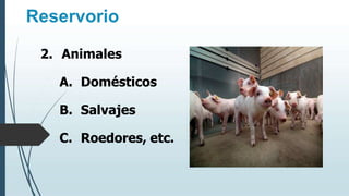 Reservorio
2. Animales
A. Domésticos
B. Salvajes
C. Roedores, etc.
 
