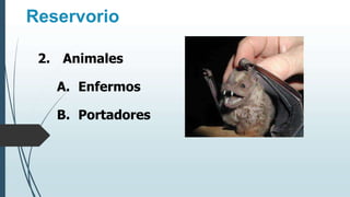 Reservorio
2. Animales
A. Enfermos
B. Portadores
 