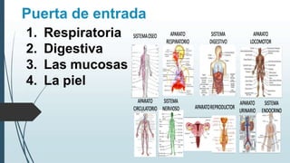 Puerta de entrada
1. Respiratoria
2. Digestiva
3. Las mucosas
4. La piel
 