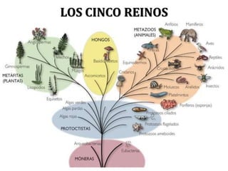 LOS CINCO REINOS
 