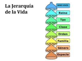 La Jerarquía
de la Vida
Tipo
SERES VIVOS
 