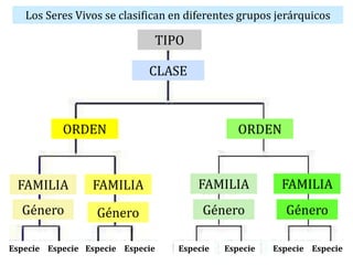 Los Seres Vivos se clasifican en diferentes grupos jerárquicos
TIPO
CLASE
ORDEN ORDEN
FAMILIA FAMILIA FAMILIA FAMILIA
Género Género Género Género
Especie Especie Especie Especie Especie Especie Especie Especie
 