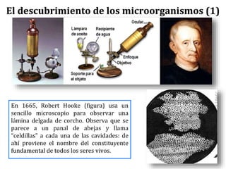 El descubrimiento de los microorganismos (1)
En 1665, Robert Hooke (figura) usa un
sencillo microscopio para observar una
lámina delgada de corcho. Observa que se
parece a un panal de abejas y llama
“celdillas” a cada una de las cavidades: de
ahí proviene el nombre del constituyente
fundamental de todos los seres vivos.
 