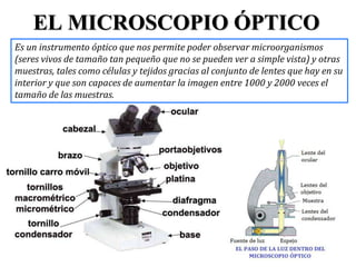 EL MICROSCOPIO ÓPTICO
Es un instrumento óptico que nos permite poder observar microorganismos
(seres vivos de tamaño tan pequeño que no se pueden ver a simple vista) y otras
muestras, tales como células y tejidos gracias al conjunto de lentes que hay en su
interior y que son capaces de aumentar la imagen entre 1000 y 2000 veces el
tamaño de las muestras.
 
