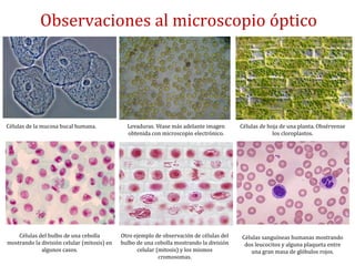 Células de la mucosa bucal humana. Levaduras. Véase más adelante imagen
obtenida con microscopio electrónico.
Células de hoja de una planta. Obsérvense
los cloroplastos.
Células del bulbo de una cebolla
mostrando la división celular (mitosis) en
algunos casos.
Otro ejemplo de observación de células del
bulbo de una cebolla mostrando la división
celular (mitosis) y los mismos
cromosomas.
Células sanguíneas humanas mostrando
dos leucocitos y alguna plaqueta entre
una gran masa de glóbulos rojos.
Observaciones al microscopio óptico
 
