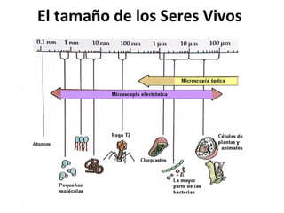 El tamaño de los Seres Vivos
 