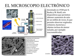 EL MICROSCOPIO ELECTRÓNICO
Inventado en 1930 por E.
Ruska y M. Knoll, son
dispositivos que permiten
obtener aumentos de más
de un millón de veces, lo que
permite observar orgánulos
celulares, bacterias y
objetos incluso de menor
tamaño, por ejemplo
macromoléculas.
Individuos de la bacteria
Escherichia coli
fotografiados mediante
un microscopio
electrónico de barrido.
Este microorganismo
habita el intestino
humano y ha sido objeto
de múltiples estudios
científicos (imagen:
Wikipedia). Levadura
 
