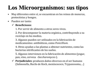 Los Microorganismos: sus tipos
• Muy diferentes entre sí, se encuentran en los reinos de moneras,
protoctistas y hongos.
• Pueden ser tanto:
 Beneficiosos:
1. Por servir de alimento a otros seres vivos.
2. Por descomponer la materia orgánica, contribuyendo a su
reciclaje en los medios.
3. Algunos pueden ser utilizados en la fabricación de
medicamentos: antibióticos, como Penicillium.
4. Otros ayudan a las plantas a obtener nutrientes, como las
bacterias nitrificantes de los suelos.
5. Algunos intervienen en la fabricación de alimentos (yogur,
pan, vino, cerveza -Saccharomyces-).
 Perjudiciales: producen daños diversos en el ser humano
(Salmonella, Bacilo de Koch, menincococo, Trypanosoma,…)
 