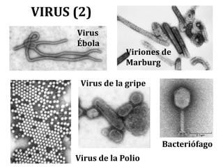 VIRUS (2)
Virus
Ébola
Viriones de
Marburg
Virus de la Polio
Virus de la gripe
Bacteriófago
 