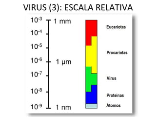 VIRUS (3): ESCALA RELATIVA
 