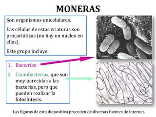 1. Bacterias
2. Cianobacterias, que son
muy parecidas a las
bacterias, pero que
pueden realizar la
fotosíntesis.
MONERAS
Son organismos unicelulares.
Las células de estas criaturas son
procarióticas (no hay un núcleo en
ellas).
Este grupo incluye:
Las figuras de esta diapositiva proceden de diversas fuentes de internet.
 