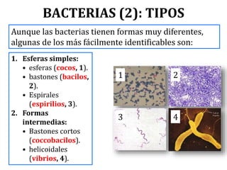 BACTERIAS (2): TIPOS
1. Esferas simples:
• esferas (cocos, 1).
• bastones (bacilos,
2).
• Espirales
(espirilios, 3).
2. Formas
intermedias:
• Bastones cortos
(coccobacilos).
• helicoidales
(vibrios, 4).
Aunque las bacterias tienen formas muy diferentes,
algunas de los más fácilmente identificables son:
1 2
3 4
 