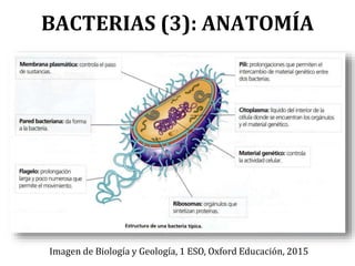 BACTERIAS (3): ANATOMÍA
Imagen de Biología y Geología, 1 ESO, Oxford Educación, 2015
 