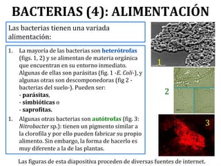 BACTERIAS (4): ALIMENTACIÓN
Las bacterias tienen una variada
alimentación:
1. La mayoría de las bacterias son heterótrofas
(figs. 1, 2) y se alimentan de materia orgánica
que encuentran en su entorno inmediato.
Algunas de ellas son parásitas (fig. 1 -E. Coli-), y
algunas otras son descomponedoras (fig 2 -
bacterias del suelo-). Pueden ser:
- parásitas,
- simbióticas o
- saprofitas.
1. Algunas otras bacterias son autótrofas (fig. 3:
Nitrobacter sp.): tienen un pigmento similar a
la clorofila y por ello pueden fabricar su propio
alimento. Sin embargo, la forma de hacerlo es
muy diferente a la de las plantas.
1
2
3
Las figuras de esta diapositiva proceden de diversas fuentes de internet.
 