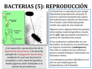 BACTERIAS (5): REPRODUCCIÓN
Las bacterias se reproducen por simple
bipartición (reproducción asexual). El
proceso comienza haciendo dos copias
del material que controla sus funciones.
Por lo tanto, cada célula hija puede
recibir una copia de este material.
Algunas veces, algunas bacterias pueden
intercambiar material genético a través
de los pili, algo que puede asemejarse a
proceso de reproducción sexual.
Si las condiciones ambientales no son
favorables, las bacterias se transforman
en esporas resistentes (endosporas).
Para ello, se rodean de una cubierta y
pasan a estado letárgico, reduciendo sus
funciones vitales.
Las endosporas pueden difundirse en el
aire en una amplia gama de
temperaturas y de humedad.
A la izquierda, representación de la
bipartición bacteriana. A la derecha,
ejemplo de conjugación bacteriana,
mediante la cual una bacteria le
transfiere a otra material genético.
Ambas figuras están enlazadas a la
fuente de procedencia.
 