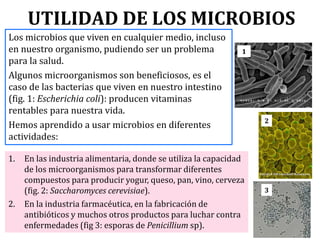 UTILIDAD DE LOS MICROBIOS
Los microbios que viven en cualquier medio, incluso
en nuestro organismo, pudiendo ser un problema
para la salud.
Algunos microorganismos son beneficiosos, es el
caso de las bacterias que viven en nuestro intestino
(fig. 1: Escherichia coli): producen vitaminas
rentables para nuestra vida.
Hemos aprendido a usar microbios en diferentes
actividades:
1
2
1. En las industria alimentaria, donde se utiliza la capacidad
de los microorganismos para transformar diferentes
compuestos para producir yogur, queso, pan, vino, cerveza
(fig. 2: Saccharomyces cerevisiae).
2. En la industria farmacéutica, en la fabricación de
antibióticos y muchos otros productos para luchar contra
enfermedades (fig 3: esporas de Penicillium sp).
3
 
