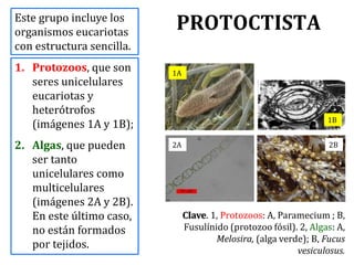 PROTOCTISTA
1. Protozoos, que son
seres unicelulares
eucariotas y
heterótrofos
(imágenes 1A y 1B);
2. Algas, que pueden
ser tanto
unicelulares como
multicelulares
(imágenes 2A y 2B).
En este último caso,
no están formados
por tejidos.
Este grupo incluye los
organismos eucariotas
con estructura sencilla.
1A
1B
2B2A
Clave. 1, Protozoos: A, Paramecium ; B,
Fusulínido (protozoo fósil). 2, Algas: A,
Melosira, (alga verde); B, Fucus
vesiculosus.
 