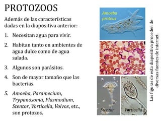 PROTOZOOS
Además de las características
dadas en la diapositiva anterior:
1. Necesitan agua para vivir.
2. Habitan tanto en ambientes de
agua dulce como de agua
salada.
3. Algunos son parásitos.
4. Son de mayor tamaño que las
bacterias.
5. Amoeba, Paramecium,
Trypanosoma, Plasmodium,
Stentor, Vorticella, Volvox, etc.,
son protozos.
Amoeba
proteus
Trypanosoma
brucei
Stentor Vorticella
Lasfigurasdeestadiapositivaprocedende
diversasfuentesdeinternet.
 
