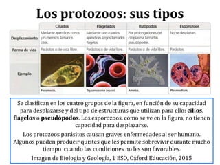Los protozoos: sus tipos
Se clasifican en los cuatro grupos de la figura, en función de su capacidad
para desplazarse y del tipo de estructuras que utilizan para ello: cilios,
flagelos o pseudópodos. Los esporozoos, como se ve en la figura, no tienen
capacidad para desplazarse.
Los protozoos parásitos causan graves enfermedades al ser humano.
Algunos pueden producir quistes que les permite sobrevivir durante mucho
tiempo cuando las condiciones no les son favorables.
Imagen de Biología y Geología, 1 ESO, Oxford Educación, 2015
 