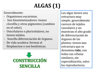 ALGAS (1)
Las algas tienen una
estructura muy
simple: generalmente
carecen de tejidos
vasculares y no
muestran el alto grado
de diferenciación de
órganos de las
plantas: tienen una
estructura que se
denomina talo, con
todas sus células
similares, sin
especialización, salvo
las reproductoras.
Generalmente:
- Organismos eucariotas.
- Son fotosintetizadores: tienen
clorofila y otros pigmentos (cambios
en el color).
- Unicelulares o pluricelulares, no
tienen tejidos.
- Sencilla diferenciación de órganos.
- De vida acuática: forman el
fitoplancton o son bentónicas.
CONSTRUCCIÓN
SENCILLA
 