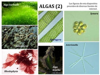 ALGAS (2)
Asterionella
Synura
Rhodophyta
Laminaria
Alga barbuda
Alga
brocha
Spirogyra
Las figuras de esta diapositiva
proceden de diversas fuentes de
internet.
 