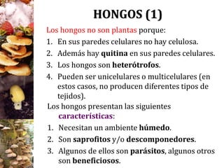 HONGOS (1)
Los hongos no son plantas porque:
1. En sus paredes celulares no hay celulosa.
2. Además hay quitina en sus paredes celulares.
3. Los hongos son heterótrofos.
4. Pueden ser unicelulares o multicelulares (en
estos casos, no producen diferentes tipos de
tejidos).
Los hongos presentan las siguientes
características:
1. Necesitan un ambiente húmedo.
2. Son saprofitos y/o descomponedores.
3. Algunos de ellos son parásitos, algunos otros
son beneficiosos.
 